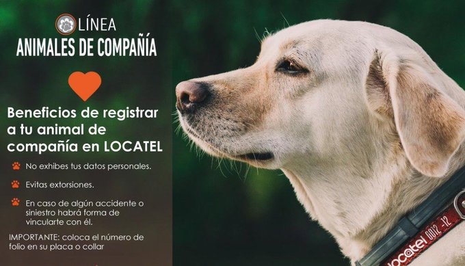 locatel_mx's tweet photo. Registra a tu animal de compañía y evita exponer tus datos personales en caso de extravío. 🐶🐱

¡Sé un dueño responsable! https://t.co/8xEqpH2wjk