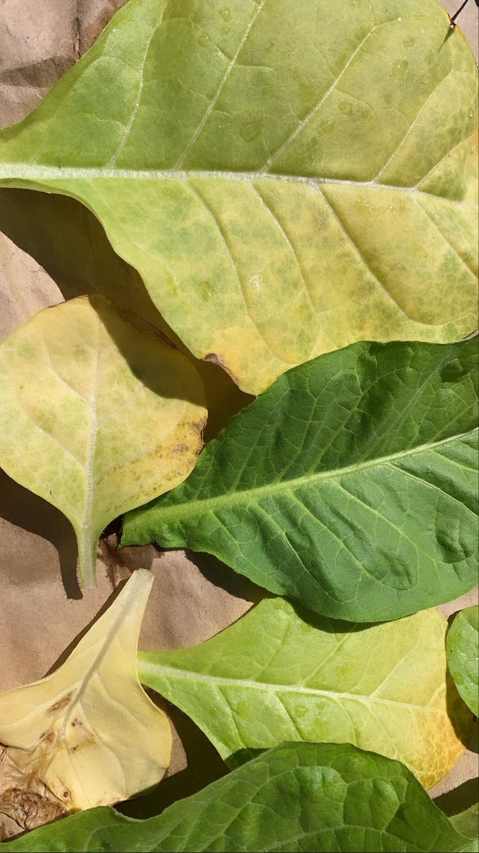 Ms_Elles's tweet photo. Hang Time🍃 Drying an early little tobacco harvest☀️ #suncure #organictobacco #pîsim #asemaa #prayers #oldways https://t.co/shRphwAgkI