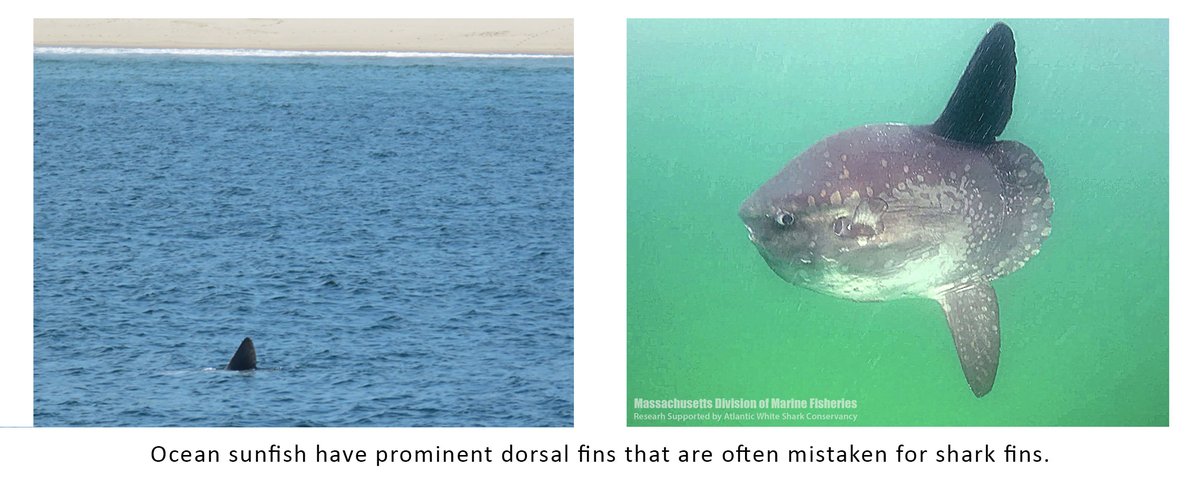 The fin of the Ocean Sunfish aka Mola mola is also often confused for a shark's fin. A recent and growing number of mistaken identity reports are turning out to be Grey Seals. When resting or sleeping on the surface their heads can resemble a shark fin....