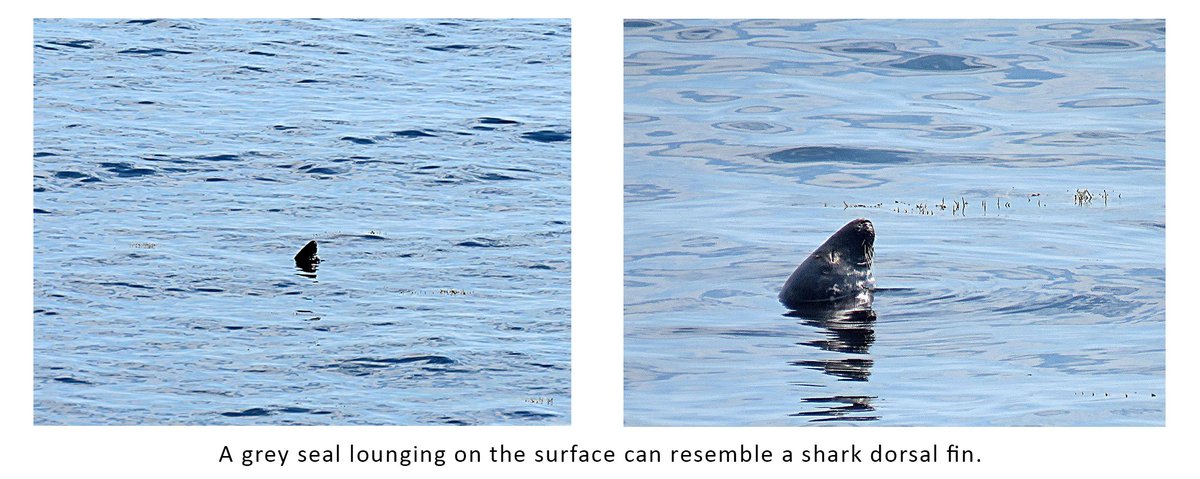 The fin of the Ocean Sunfish aka Mola mola is also often confused for a shark's fin. A recent and growing number of mistaken identity reports are turning out to be Grey Seals. When resting or sleeping on the surface their heads can resemble a shark fin....