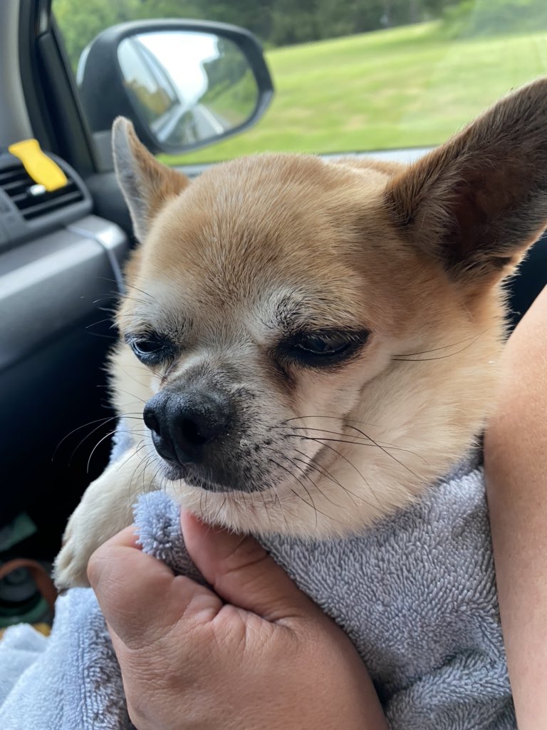 AliSilversmith's tweet image. Diesel did not enjoy this outing. He pretended to sleep while whining. #Chihuahua #baddiesel