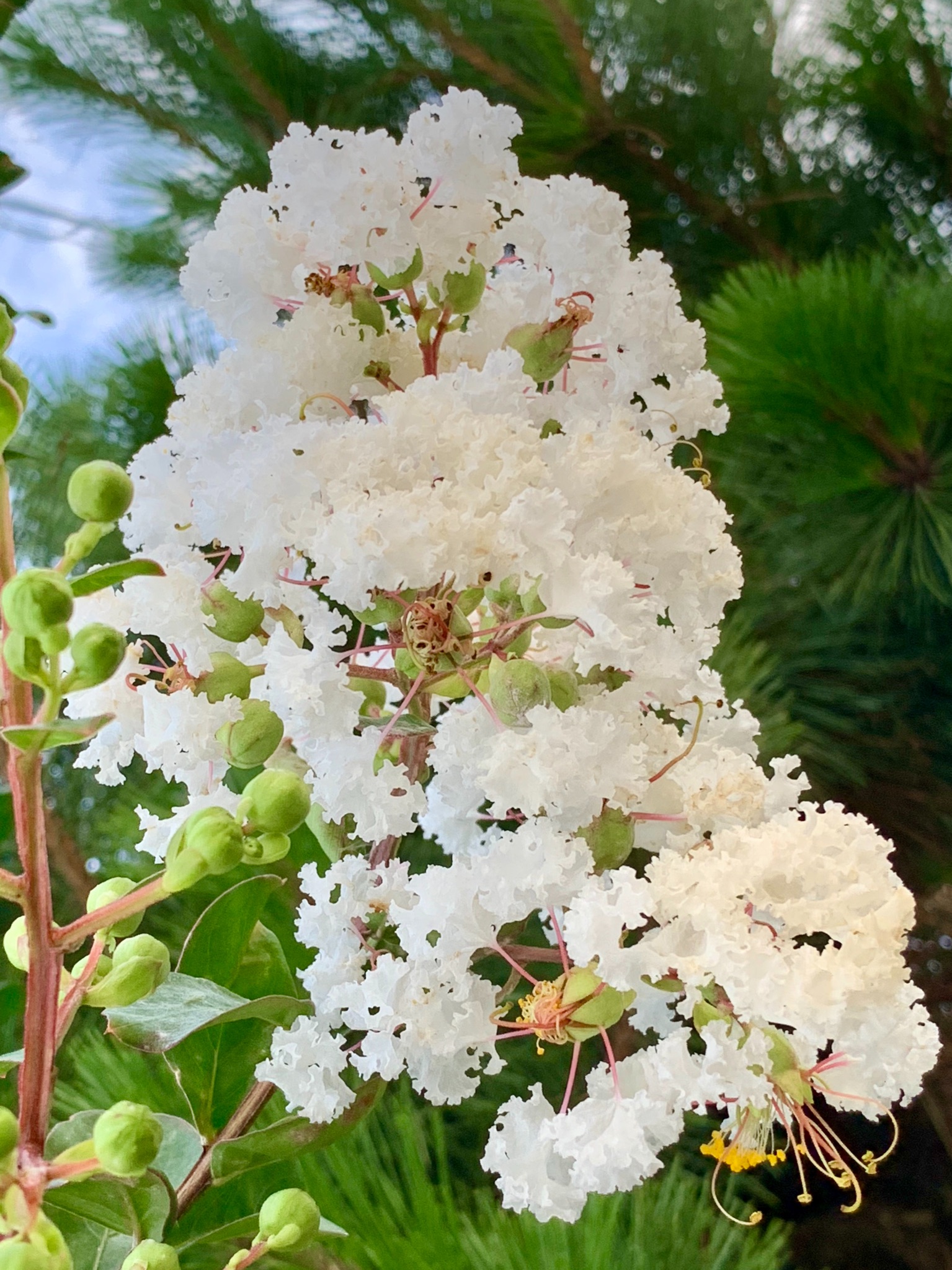 Off 時開始 百日紅 白 Lagerstroemia 盆栽 3 4 お得なクーポン配布中 Indica さるすべり 落葉樹 小品 ミソハギ科 現品 Wake Ari 盆栽 Manometrosdewit Com Mx