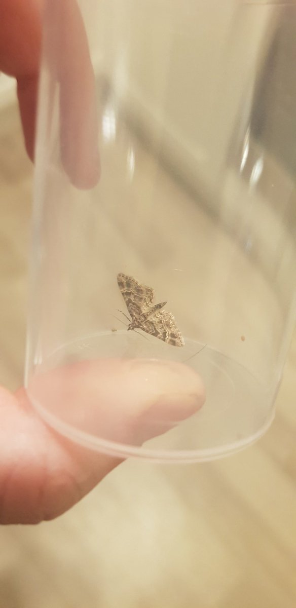 entophography's tweet photo. Stil doing some insect ID for #BESUG20, found this great Moth species! I believe it's Geometridae, possibly a type of pug moth! @BES_careers @BES #MothsMatter #lepidoptera #Entomology https://t.co/iX9vGlmpzW