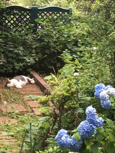 Studio26cafe's tweet photo. 庭でどこかの猫が昼寝。水遣りしても紫陽花摘んでもチラッとみては悠々と。君はどこかのお家の愛され猫君なのだろうね。猫君の傍で邪魔しないように紫陽花とアナベルを刈り取りドライフラワーの準備。
＃猫
＃昼寝
＃紫陽花
＃アナベル https://t.co/x0mAgjY67m