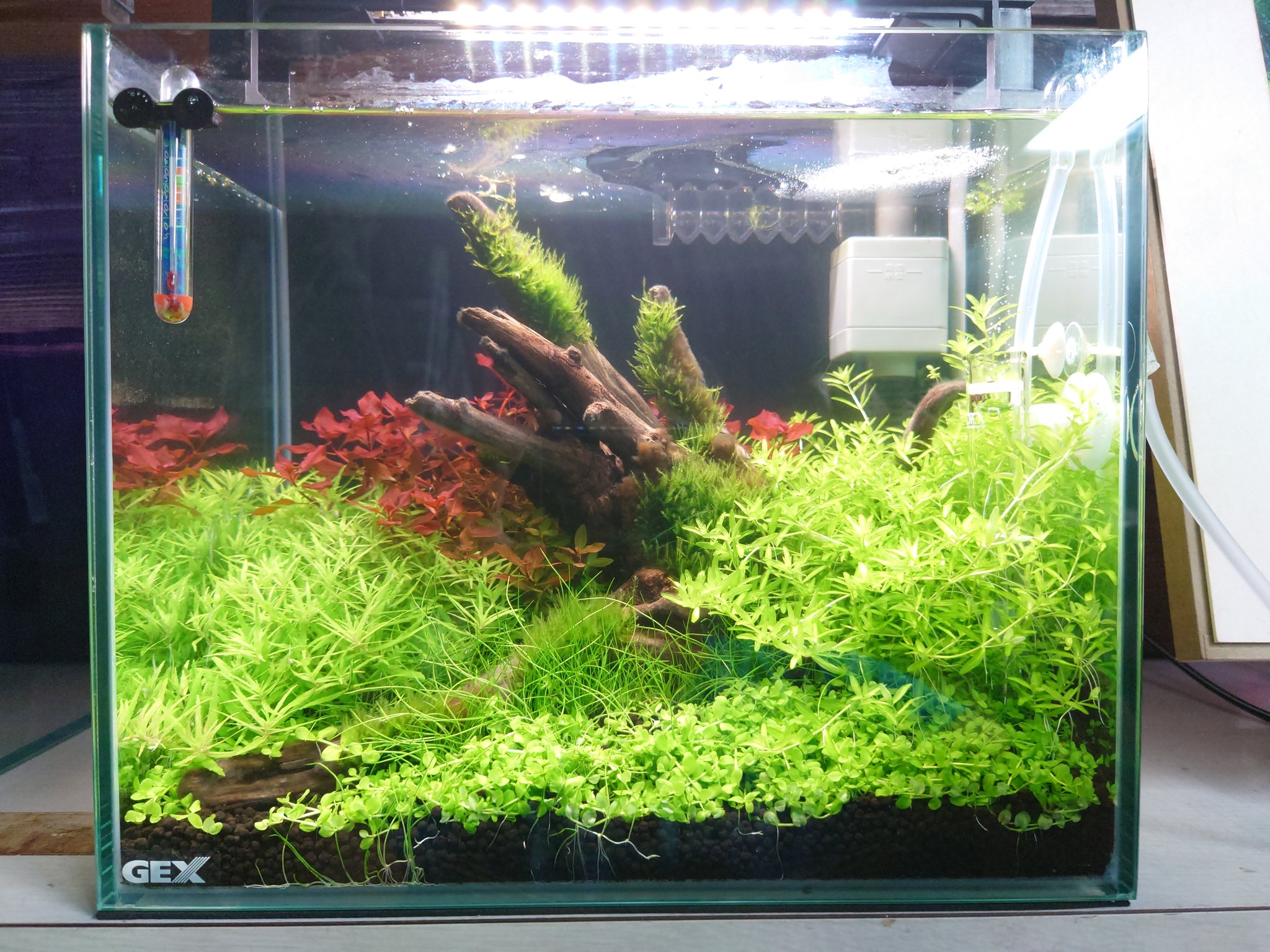 轟 元気 注水13日目 13lの30cm水槽ですが ろ過は外掛けフィルター を使っています 特にいじらずノーマルのまま ろ材も純正品です この水槽のセッティングなら純正ろ材だけで十分にろ過できます 水草 水草レイアウト T Co Fcg9fh3ga5 Twitter