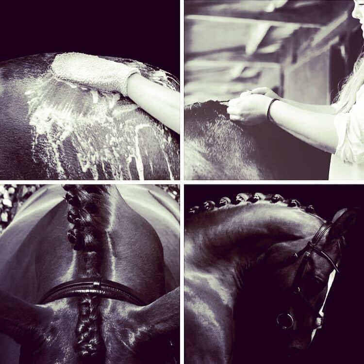 jessgidney1's tweet photo. Grooming for commercial shoot with @Equine1Pop @BobblePhoto1 was great fun!
#equestrian #equine #freelancegroom #horsegroom #photoshoot #popequine #horsegrooming https://t.co/zJ2WOG8Ced