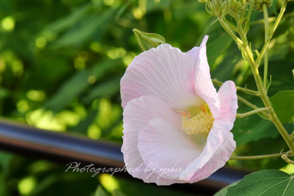 #スイフヨウ #ＲＴ歓迎 

おはようございます♬

#相互フォロー #フヨウ #写真垢
#花好き #写真好き #公園 #ひとりごと 
#相互フォロー支援 #フヨウ #独り言 
#相互支援 #ハス #可愛い #おはよう
#flower #flowers