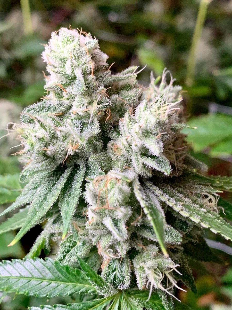 topcutfarms's tweet photo. Strain of The Day: Khalifa Kush 💨 
.
.
.
#frostykush #keif #thc #cbd #trichome #topcutfarms #greenside #thejoint #clearchoicecannabis #kushman #northwestweed #frostyasfuck #lit #hightime #hightimes #tacoma #marijuana #pothead #cannabis #joints #blunts #710society #toke https://t.co/nzrBzyjNPG