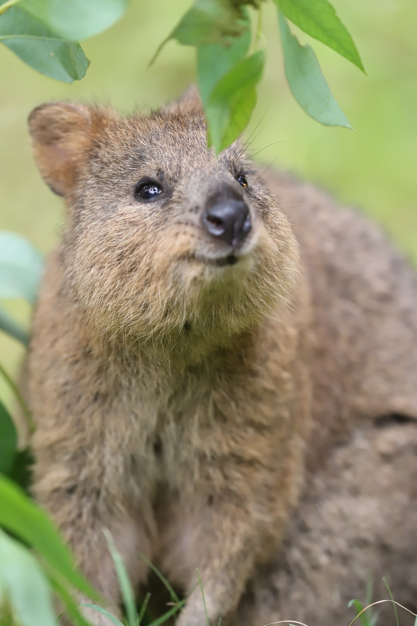 Yoshi 世界一幸せな動物クオッカの笑顔に癒されます クオッカ 世界一幸せな動物 埼玉県こども動物自然公園 T Co Dyffckey86 Twitter