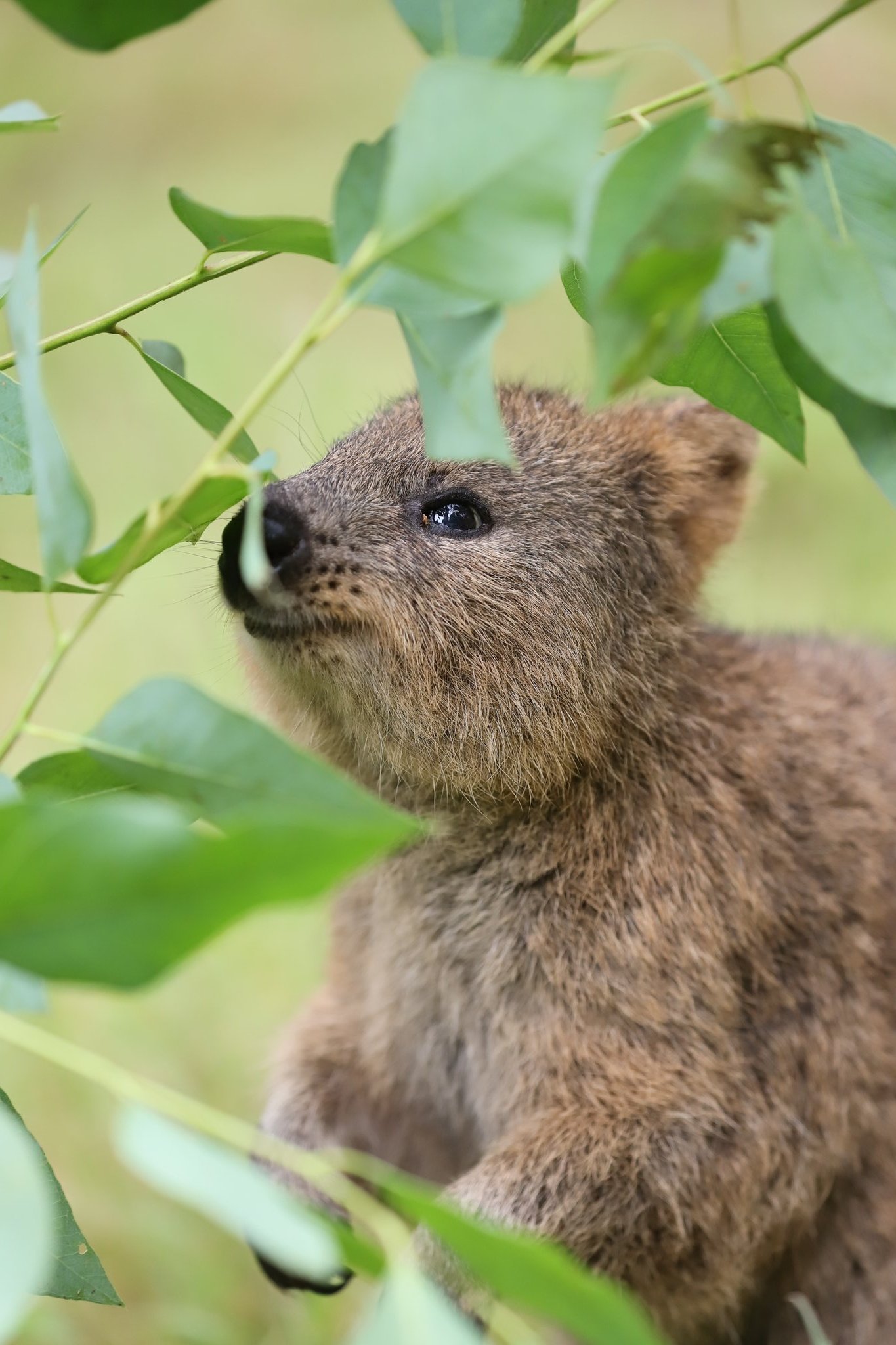 Yoshi 世界一幸せな動物クオッカの笑顔に癒されます クオッカ 世界一幸せな動物 埼玉県こども動物自然公園 T Co Dyffckey86 Twitter