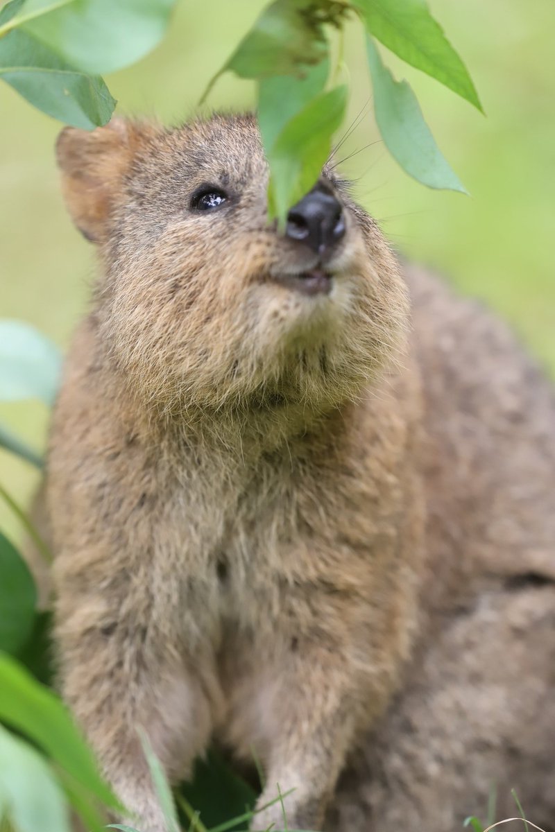 Yoshi 世界一幸せな動物クオッカの笑顔に癒されます クオッカ 世界一幸せな動物 埼玉県こども動物自然公園 Yoshi 世界一幸せな動物クオッカの笑顔に癒されます クオッカ 世界一幸せな動物 埼玉県こども動物自然公園
