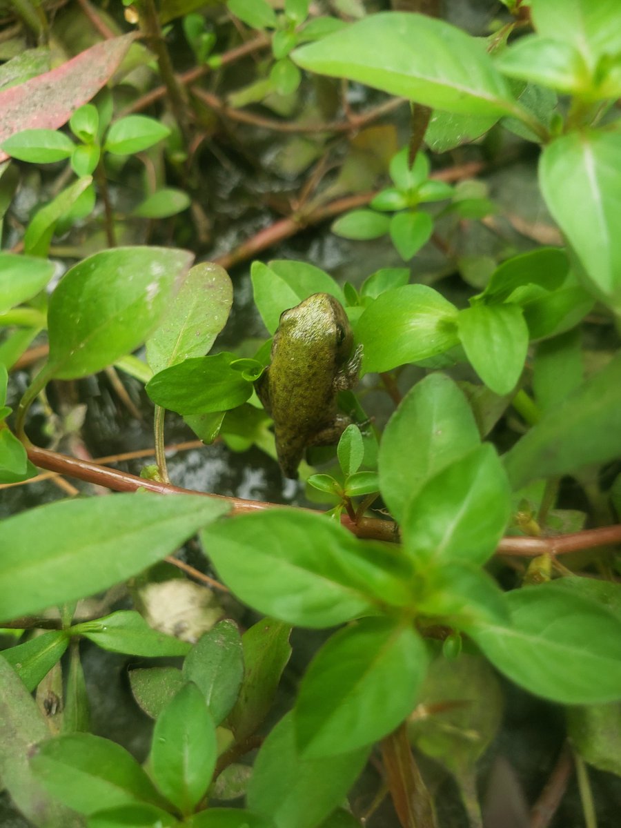 Operation froglet in full swing. These will be gray tree frogs in just another day. I'm glad I scooped them up. Their pond is completely dry today, and their siblings were devoured by raccoons. #frogs #tadpoles #graytreefrog #metamorphosis #summerinvestigations