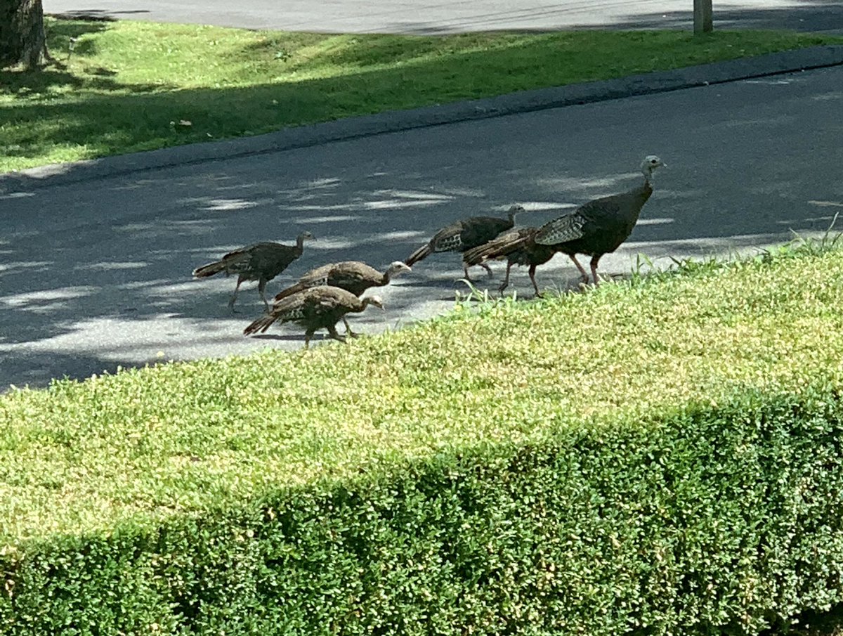 repsmitty34's tweet photo. Just another day #inthebebrkshires. https://t.co/hB6FJChid4