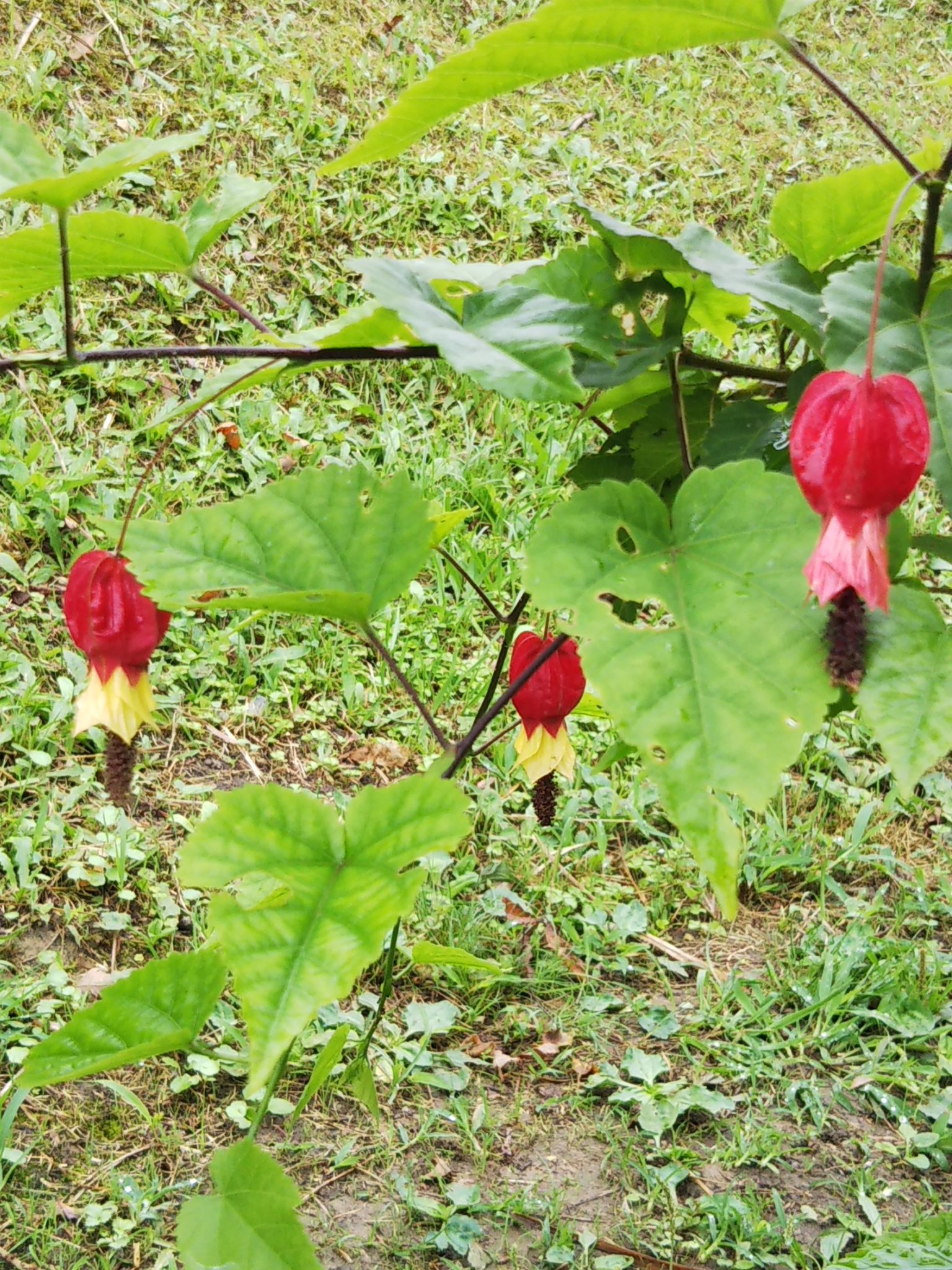 星の花 いわき 気分転換にコーヒーはいかがでしょうか チロリアンランプの花言葉は さまざまな愛 尊敬 恋の病 チロリアンランプ 赤いアクセサリー 庭の花 T Co Foha6k9r2v Twitter