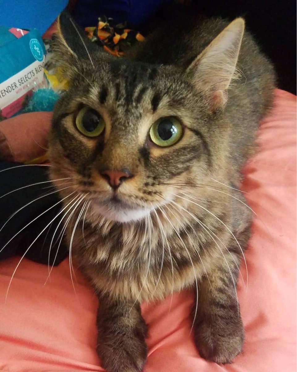 “...She's been a little hesitant when it comes to exploring the rest of the apartment but other than that she's been great... she's a very calm and affectionate cat.” Thank you for giving her a happy home, Lindsey!(Do you have a great adoption update to share? Let us know!) 14/