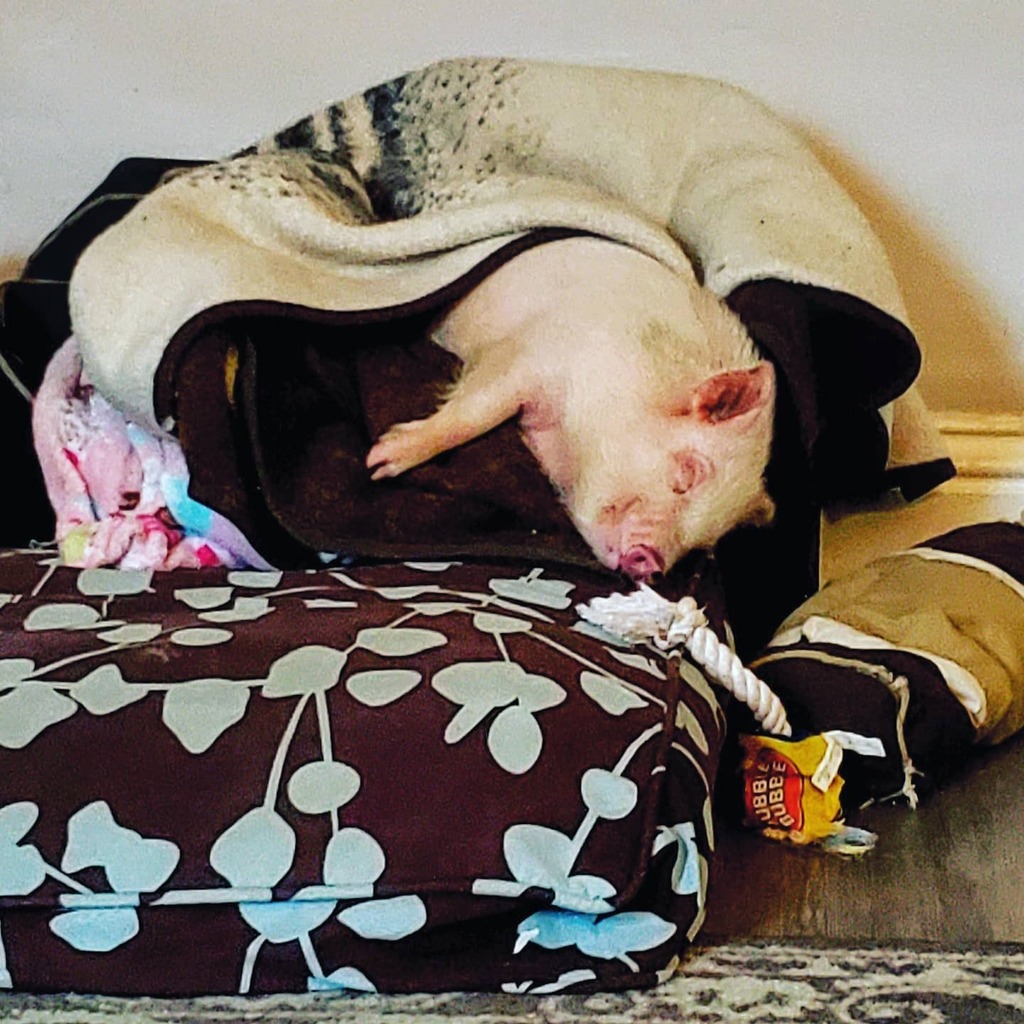 rattiedawg's tweet photo. Nelly is leaving us Saturday to head to a piggie rescue! In the meantime, she's spending this rainy day on the dog couch.
.
.
.
#pig #petpig #babypig #pigsofinstagram #pigsofinsta #lmas #louisvillemetroanimalservices #louisvilleky #potbellypig #potbelly⦠https://t.co/7Xs7UrCjOS https://t.co/zHeVEg6Ebq