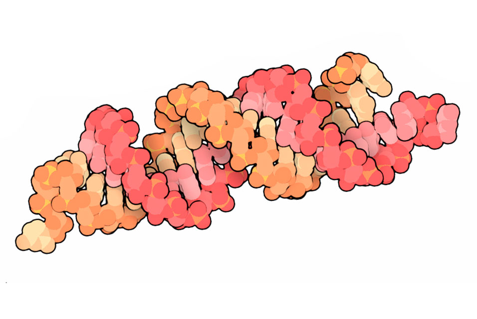 artdaily's tweet image. ArtDaily recommends:
The amazing travels of small RNAs ow.ly/oDvY50AMDB3 #travels #smallRNAs #science #newspaper
