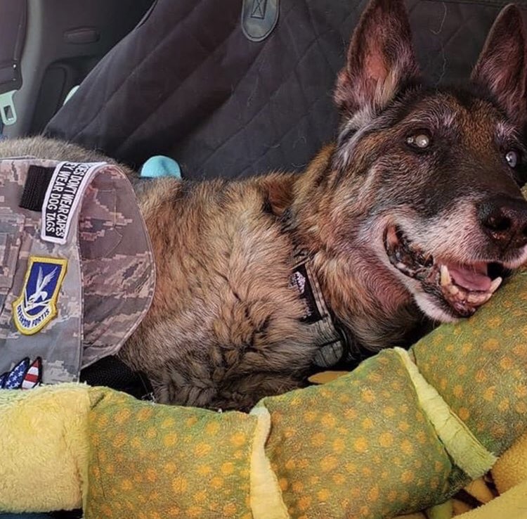 MWD_News's tweet photo. “RIP retired MWD Rocky (H353), USAF P/EDD. A wonderful boy that was almost 17! What a long life. Our hearts go out to his handler, Ronnie G, and Krystal Tronboll of the @ddamienproject who loved and cared for him.” @MissionK9Rescue https://t.co/eTriexK5Bn