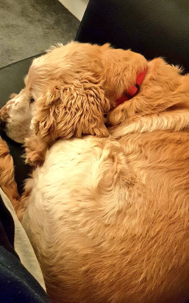 ThatVeganScot's tweet photo. The #samster may be the only sentient creature on 🌍 who's actually lazier than me. https://t.co/RT6iZi5Gof