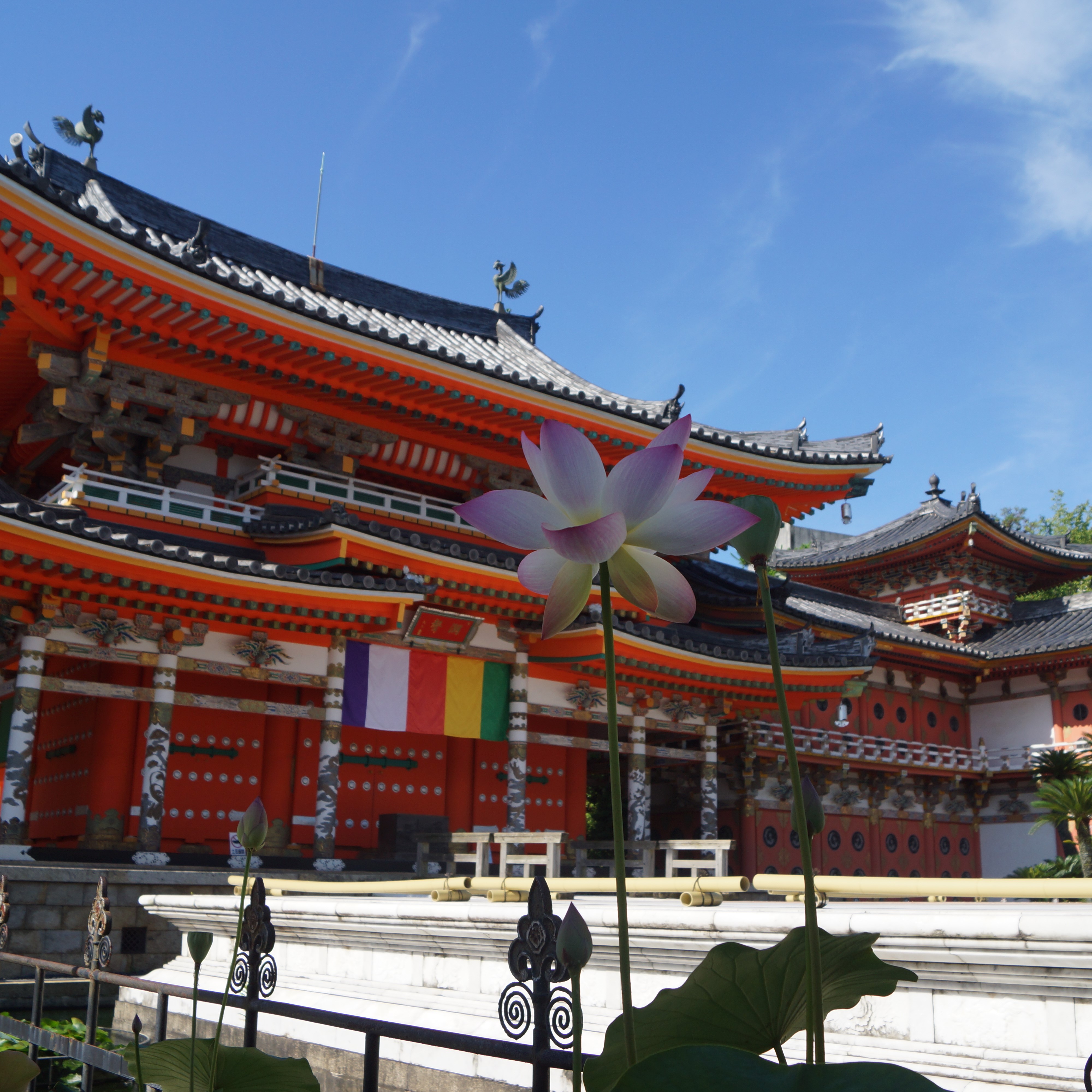 耕三寺博物館 耕三寺 今朝の蓮景色 耕三寺 本堂とともに 一枚目 日陰の花二枚目 極彩色を背に 蓮景色 花便り 蓮花