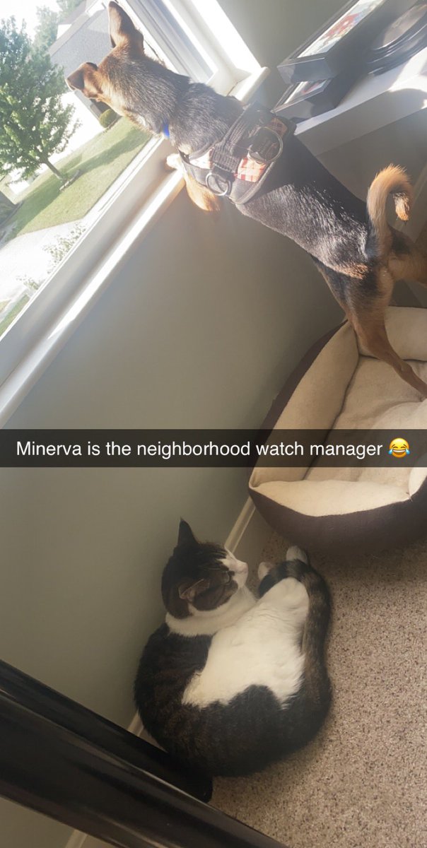 Alisonte's tweet photo. Love watching my pets on our @wyze cam when we’re away! They have so many antics 😂 #wyzepets https://t.co/o5ZSyRVw2u