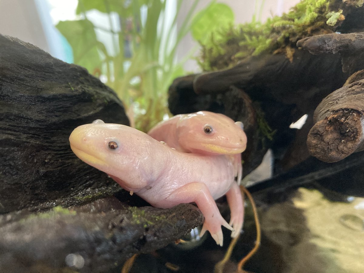 仲良し アクアマリンふくしま メキシコサラマンダー 07 31 いわき市小名浜の水族館 観光スポットならアクアマリンふくしま 仲良し アクアマリンふくしま メキシコサラマンダー 07 31 いわき市小名浜の水族館 観光スポットならアクアマリンふくしま