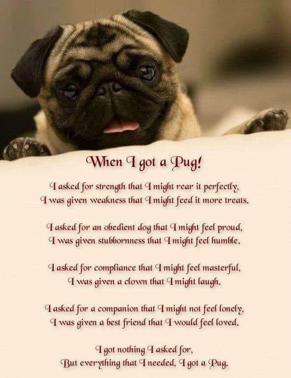 Akillapug tweet picture