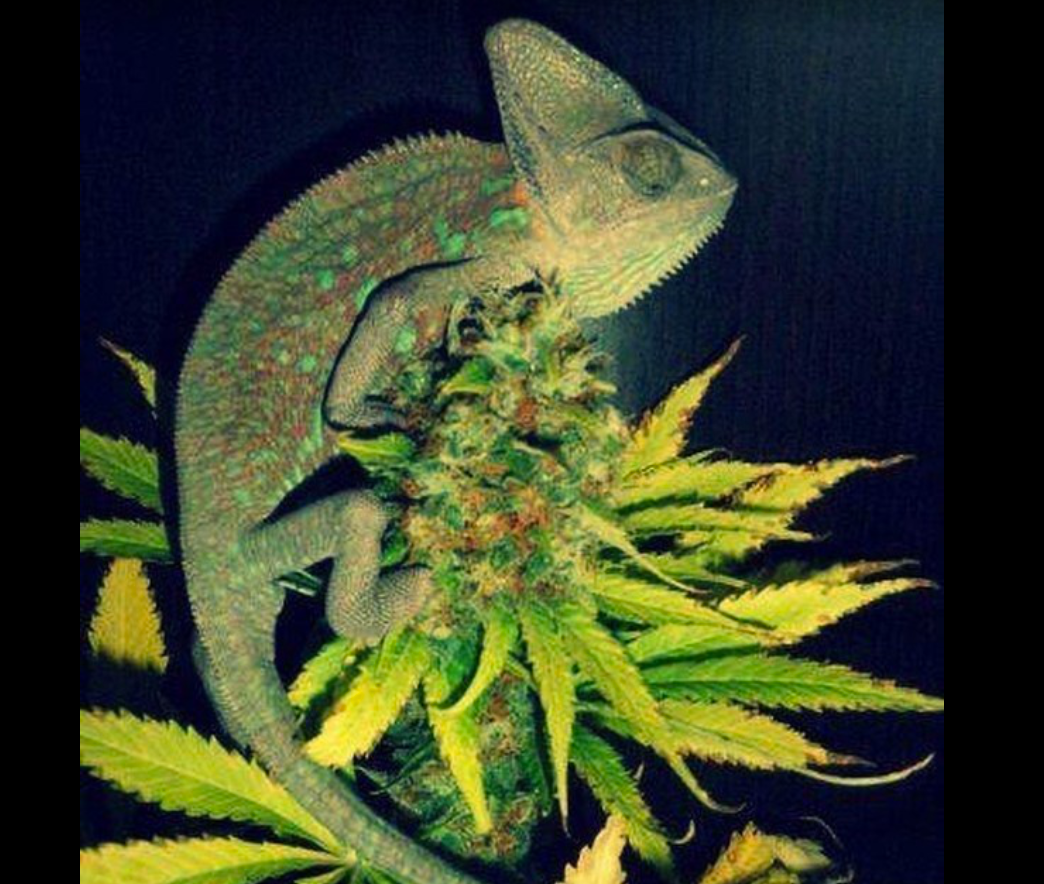 Cannabis Training University tweet media