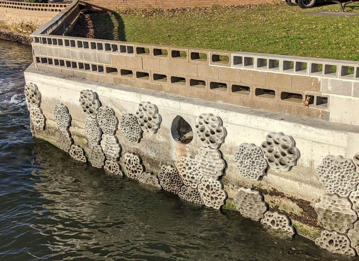Living sea wall being put in at Drummoyne Ferry Warf! Making home for the 🐟🦀🦪🐚 #livingseawall #drummoyne #canadabay #marinescience #marineconservation #urbanecology #urbanbiodiversity #annandale #scienceoutreach #communityengagement #natureincities