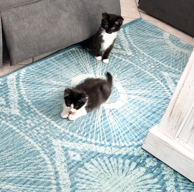 More happy tails? Sure! Amazing adopter Alicia sent us these adorable follow-up photos of kittens Bruno and Scarlett, now named Stella and Saucy le Paws... 15/