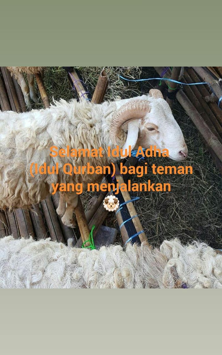 kopidark's tweet photo. Selamat Idul Adha 
(Idul Qurban) bagi teman yang menjalankan
🐏 #iduladha1441h https://t.co/fn1Yu5dVCE