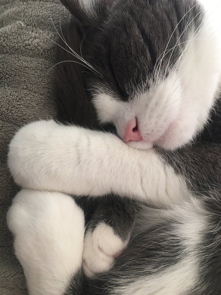 I think my cat has misinterpreted the COVID-19 social distancing guidelines. He has consistently made sure he is WITHIN 1.5m of me at all times over the last few months! #norespite