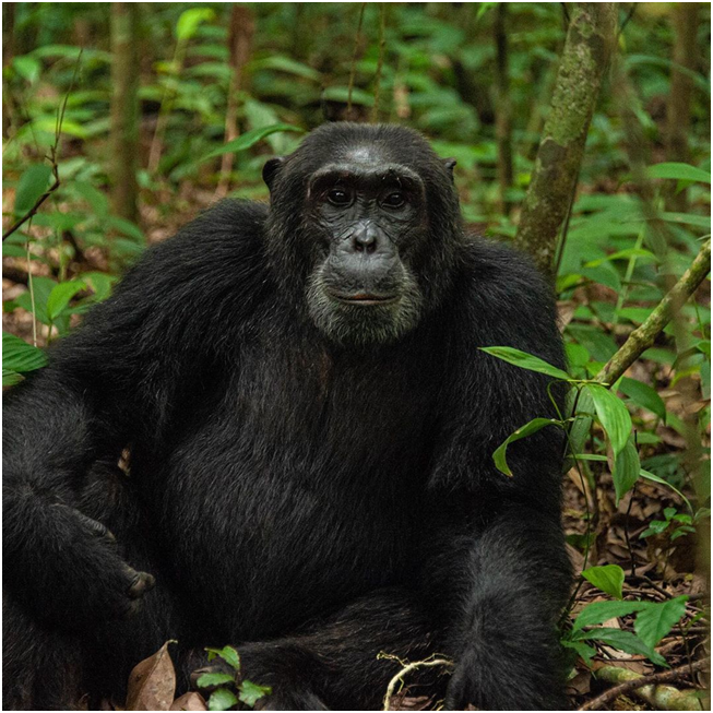 AdventuresFrena's tweet photo. Two other chimpanzees from the same group in Kibale forest np in Uganda.

 #wildphotography #uganda #chimpanzee #chimps #wildphotography #wildlife #naturelover #naturephotography #natgeo #ugandabekiddingme  #mountaingorillasofuganda #mountaingorillasofuganda https://t.co/X3sc6re5kb