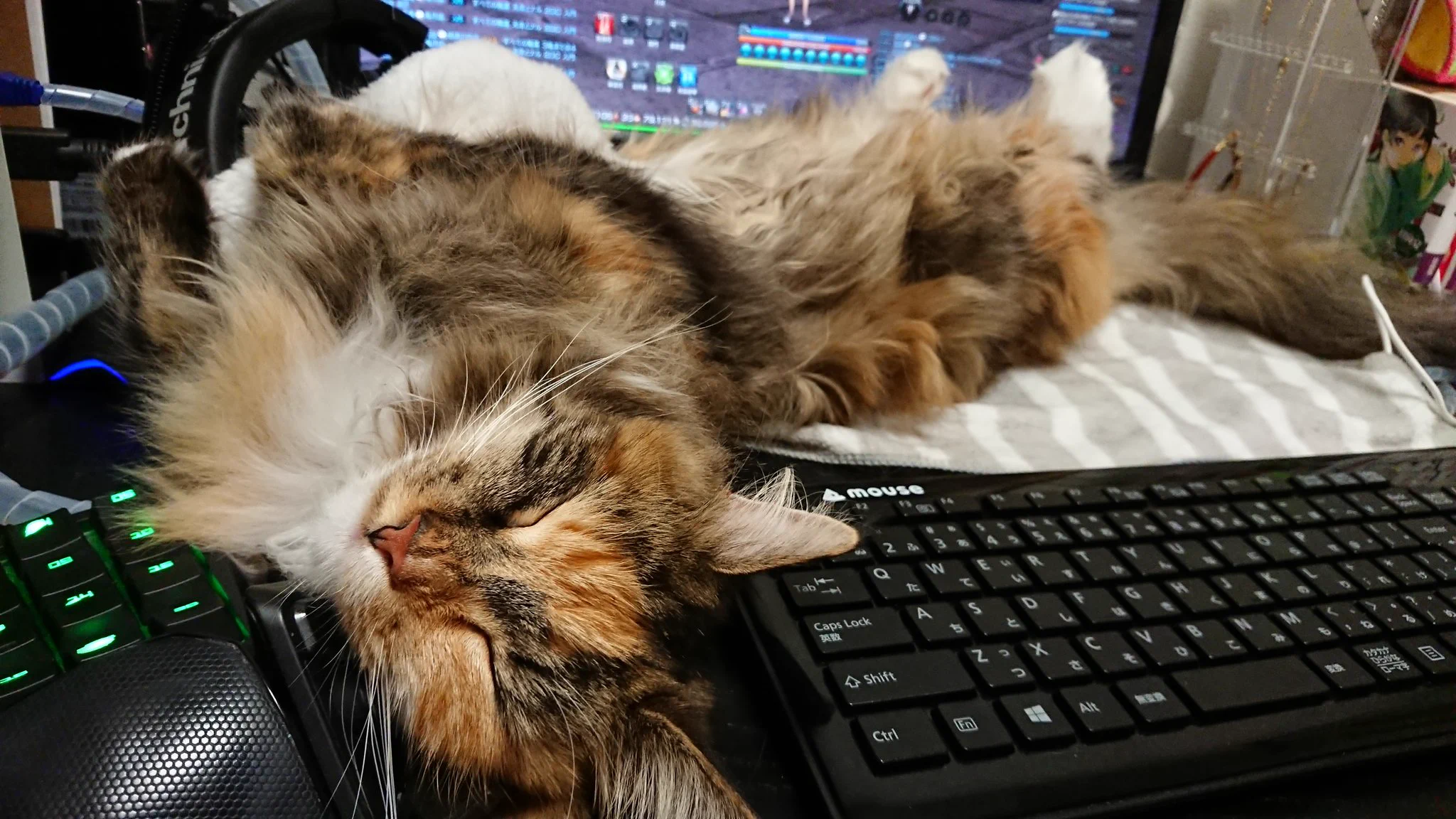 @kyuryuZ なんでこんなにキーボードの上が好きなのか謎ですよねｗ 