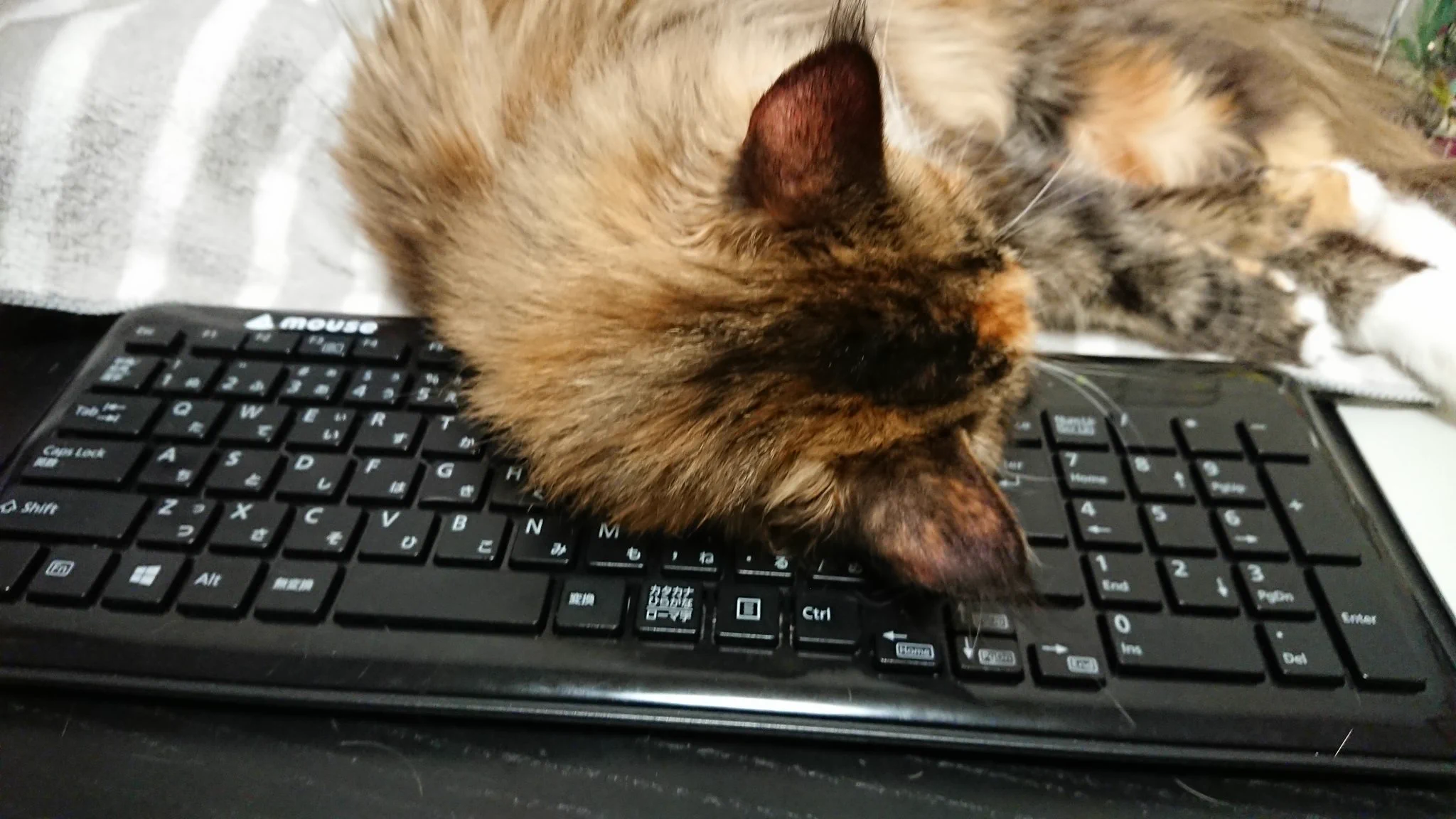 @kyuryuZ なんでこんなにキーボードの上が好きなのか謎ですよねｗ 