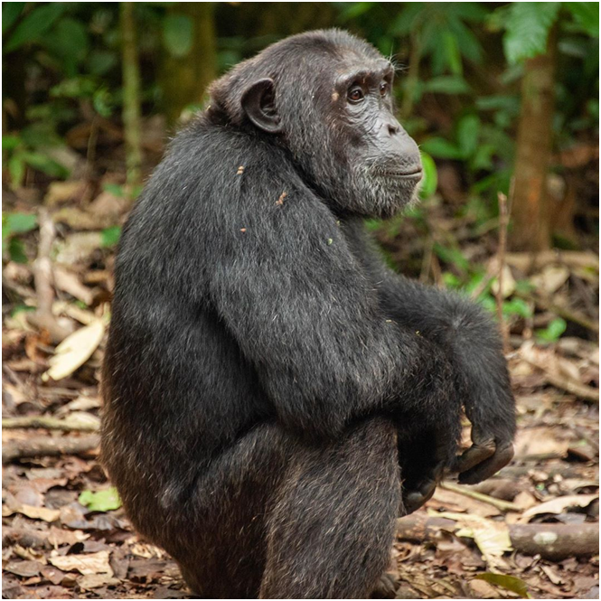 AdventuresFrena's tweet photo. Two other chimpanzees from the same group in Kibale forest np in Uganda.

 #wildphotography #uganda #chimpanzee #chimps #wildphotography #wildlife #naturelover #naturephotography #natgeo #ugandabekiddingme  #mountaingorillasofuganda #mountaingorillasofuganda https://t.co/X3sc6re5kb