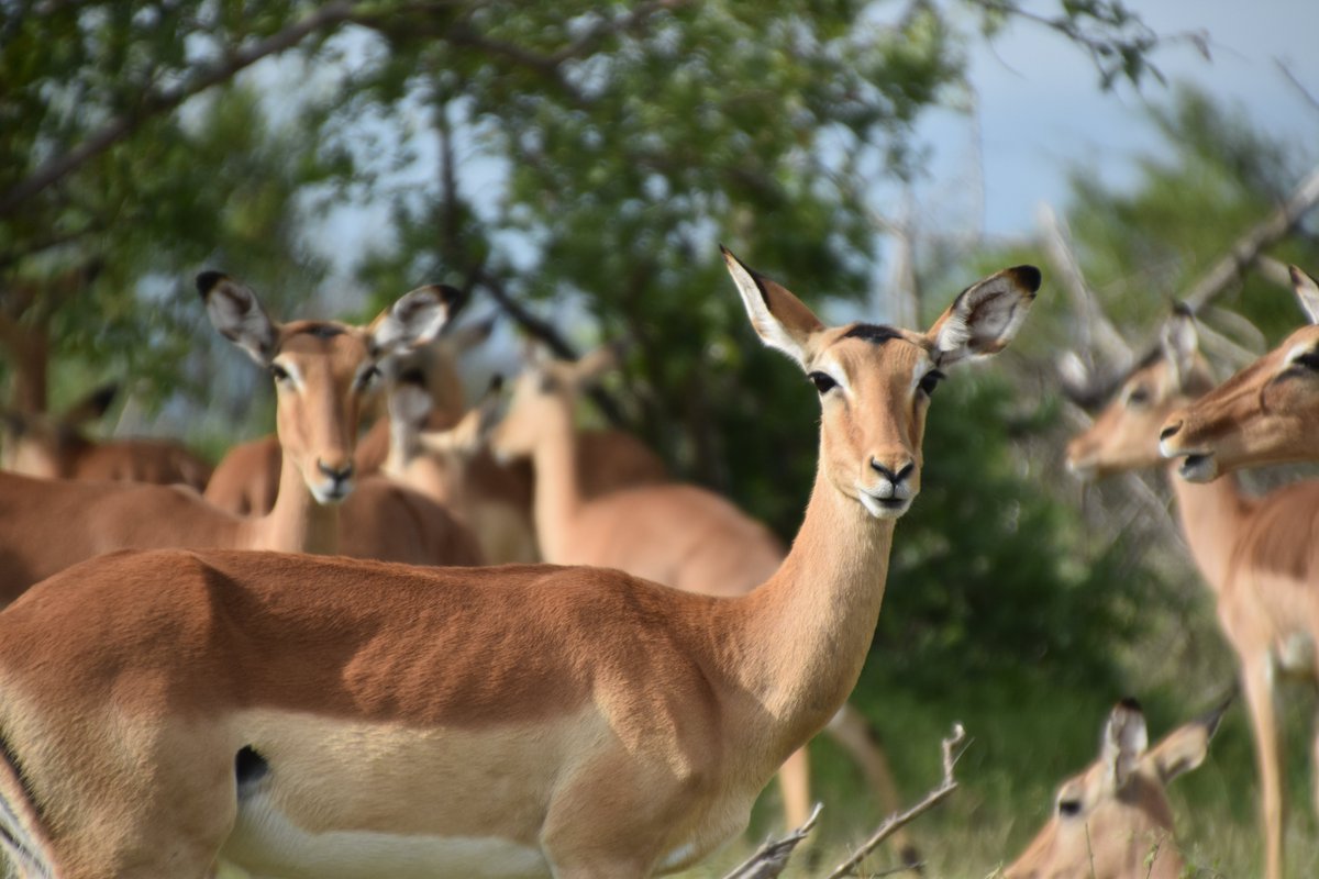 Interested in #restoration, #rewilding, #megafauna, #vegetation, #remotesensing and/or #macroecology, check out these 3 open 2-yr postdoc positions in my team <a href="/BiochangeAU/">BIOCHANGE</a>:
bit.ly/macrodecres
bit.ly/megacomppd
bit.ly/rwexppd
Application deadline - Oct 1 2020
