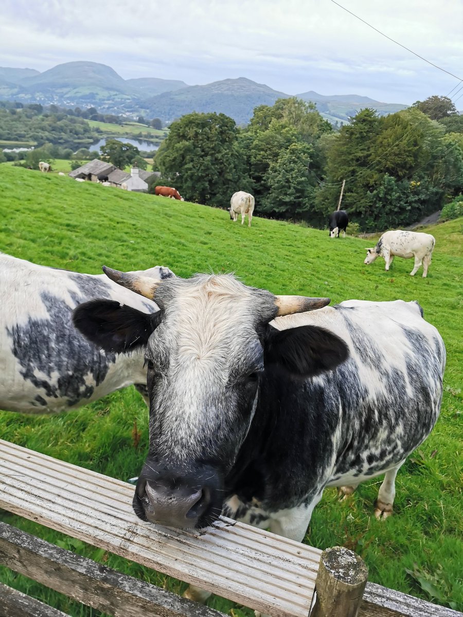 36clare's tweet image. Some visitors tonight #farminglife #noseycows #sayinghello