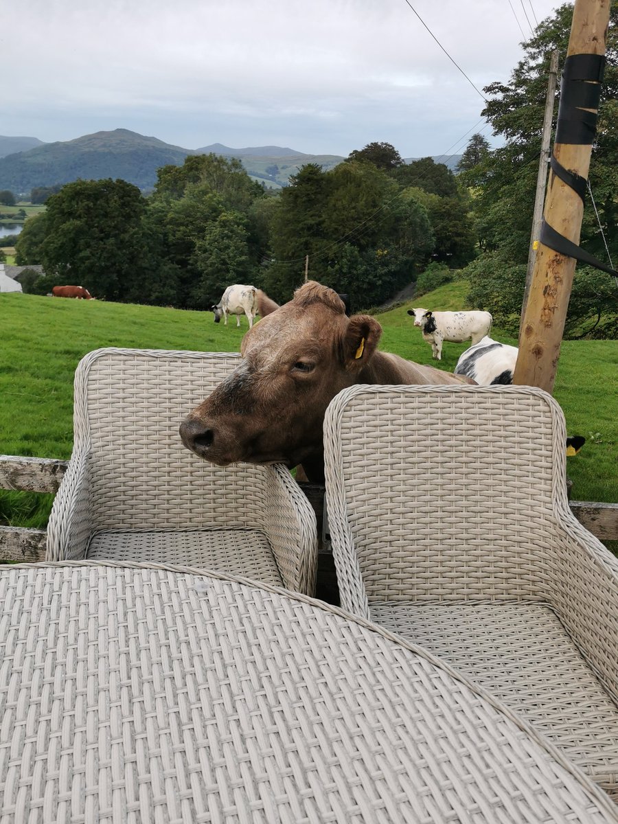 36clare's tweet image. Some visitors tonight #farminglife #noseycows #sayinghello