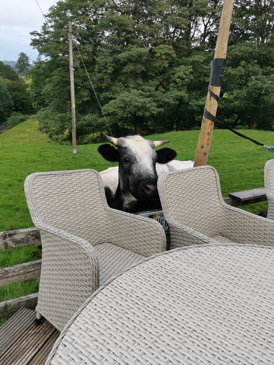 36clare's tweet image. Some visitors tonight #farminglife #noseycows #sayinghello