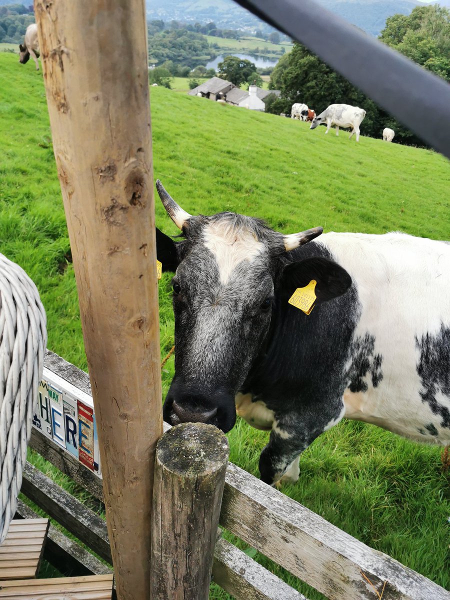 36clare's tweet image. Some visitors tonight #farminglife #noseycows #sayinghello