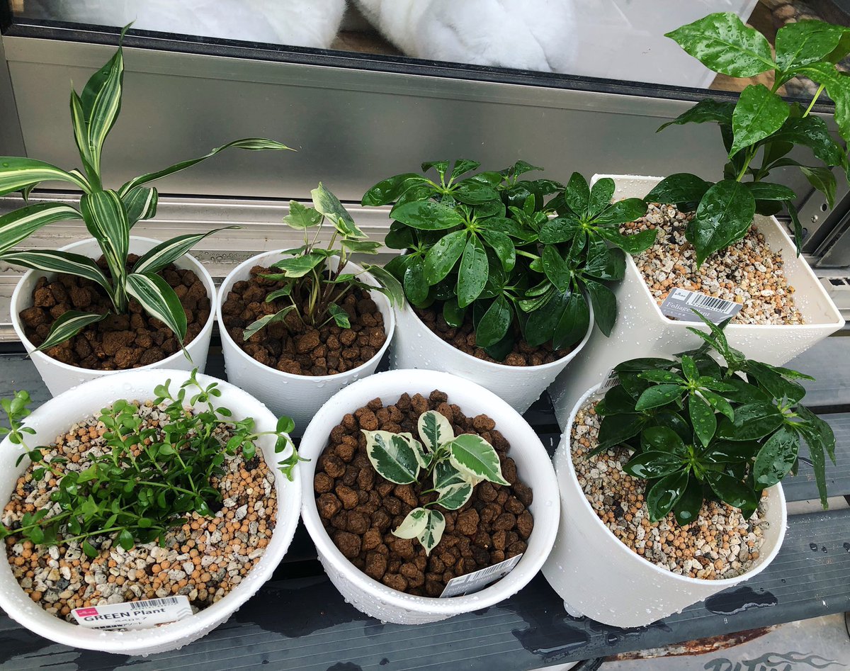 さっっちん 土が余ってたのと カポックにコバエがブンブンしまくってたので植え替え 新しく観葉植物調達 ペペロミアとベンジャミン コーヒーの木が仲間入り さすがに多いな もうやめよう アイビー葉っぱがポコポコでできて愛おしい どこまで