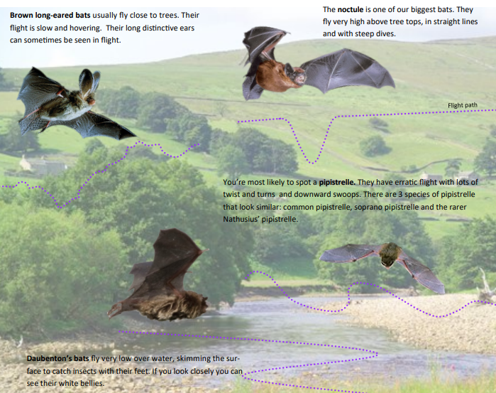 _BCT_'s tweet photo. The sunset-sunrise survey is ideal for you if you don't have previous bat surveying experience. It is also a perfect opportunity to get together with family/friends and discover bats and other wildlife in your local area. Find out how you can join in here: https://t.co/Re0OTAhHgP https://t.co/kxeMTqZytM