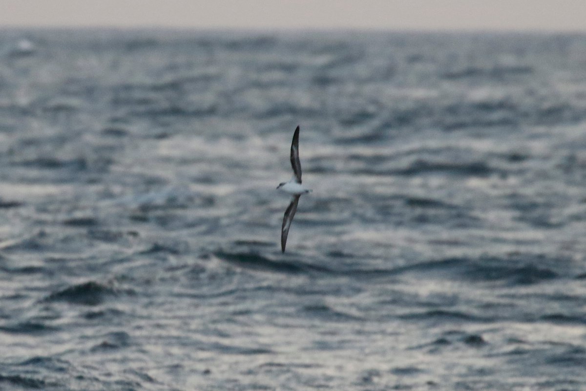 Scillypelagics's tweet image. Zino's Petrel y'day eve pelagic 3 miles southwest Bishop Rock @ 20.55 - photo Danni &amp;amp; Zac Hinchcliffe