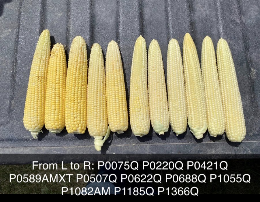 GroAgMN's tweet photo. This corn crop is moving right along. A few hybrids entering R3 in July! https://t.co/8l784uL2Bd