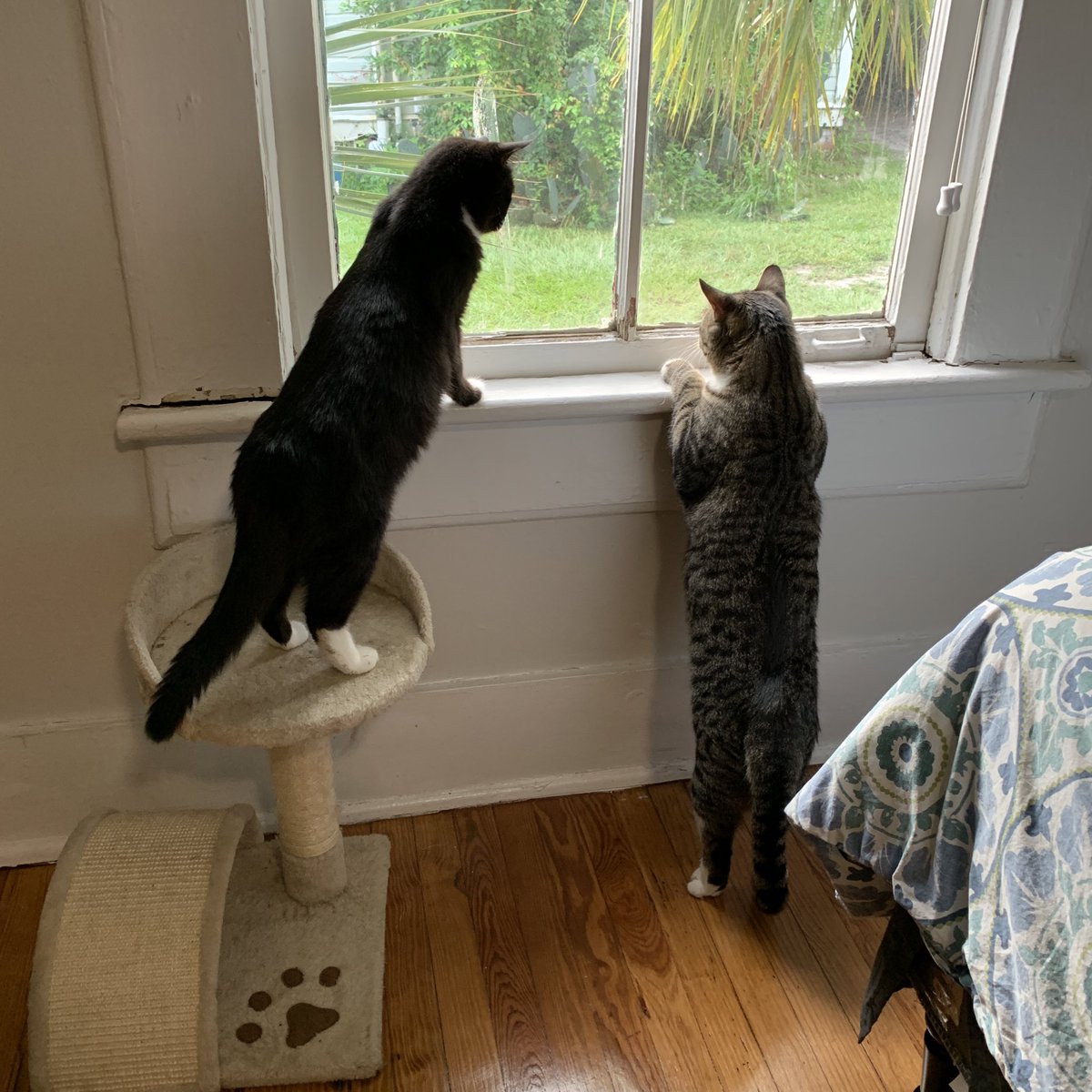 ShellyGaynor's tweet photo. #CatsofBotany2020 awake! And looking out the window earlier today. #Botany2020 https://t.co/QkuMTdK5D5