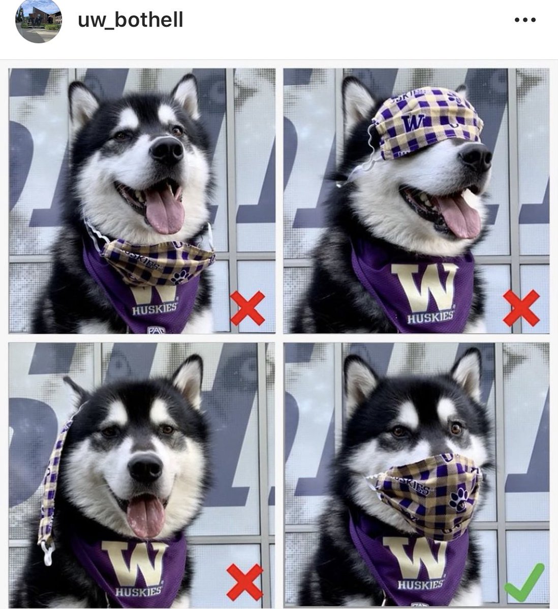 jody_early's tweet photo. Be like #Dubs and #MaskUpWashington! (Shout out to @uw_bothell for this clever PSA.) https://t.co/Htft55qmWj