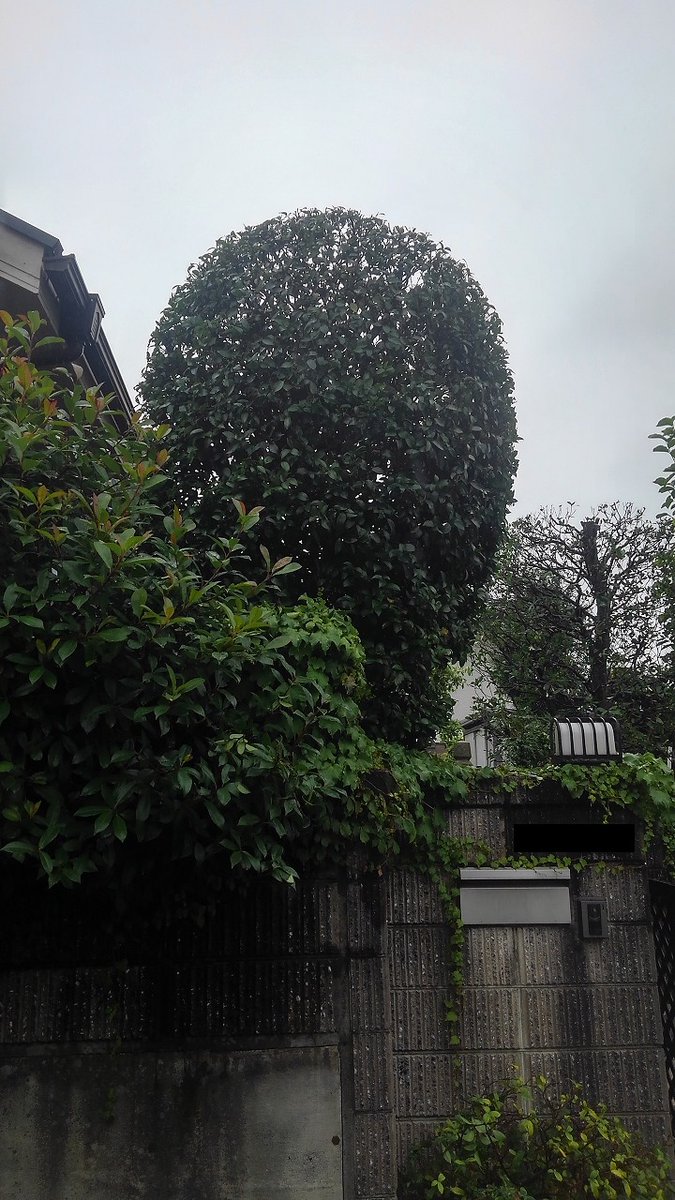 Oh 庭ya おにわや Ar Twitter 大きなツバキの刈込 千葉支店の福重です 自分である程度庭木の手入れをしているが 大きくなっているものだけ小さくしてほしい とご依頼 高さを下げてほしいとのご要望でしたので 形が崩れない程度に丈を詰めて全体を整え Oh 庭ya おにわや Ar Twitter 大きなツバキの刈込 千葉支店の福重です 自分である程度庭木の手入れをしているが 大きくなっているものだけ小さくしてほしい とご依頼 高さを下げてほしいとのご要望でしたので 形が崩れない程度に丈を詰めて全体を整え