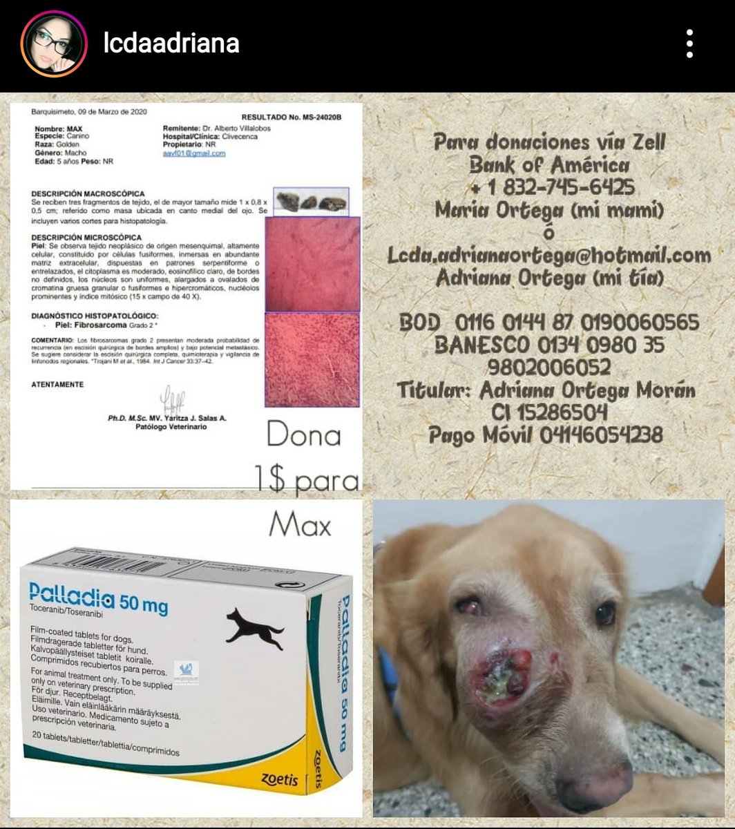 Tere 🌺 (@teresarod_) on Twitter photo #ServicioPublico Necesitamos ayuda para Max, es el perrito de una amiga, por favor, con lo que puedan ayudarnos lo agradecemos... <a href="/LaDivinaDiva/">La Divina Diva</a> <a href="/INDIURBANEJA/">Indira Urbaneja</a> <a href="/LaPerezPerdomo/">Rosángela Pérez Perdomo.</a> <a href="/LeysaGs/">Ŀ✨</a> <a href="/ChicaDeJeans/">La Chica de Jeans</a> #ServicioPublico Necesitamos ayuda para Max, es el perrito de una amiga, por favor, con lo que puedan ayudarnos lo agradecemos... <a href="/LaDivinaDiva/">La Divina Diva</a> <a href="/INDIURBANEJA/">Indira Urbaneja</a> <a href="/LaPerezPerdomo/">Rosángela Pérez Perdomo.</a> <a href="/LeysaGs/">Ŀ✨</a> <a href="/ChicaDeJeans/">La Chica de Jeans</a>