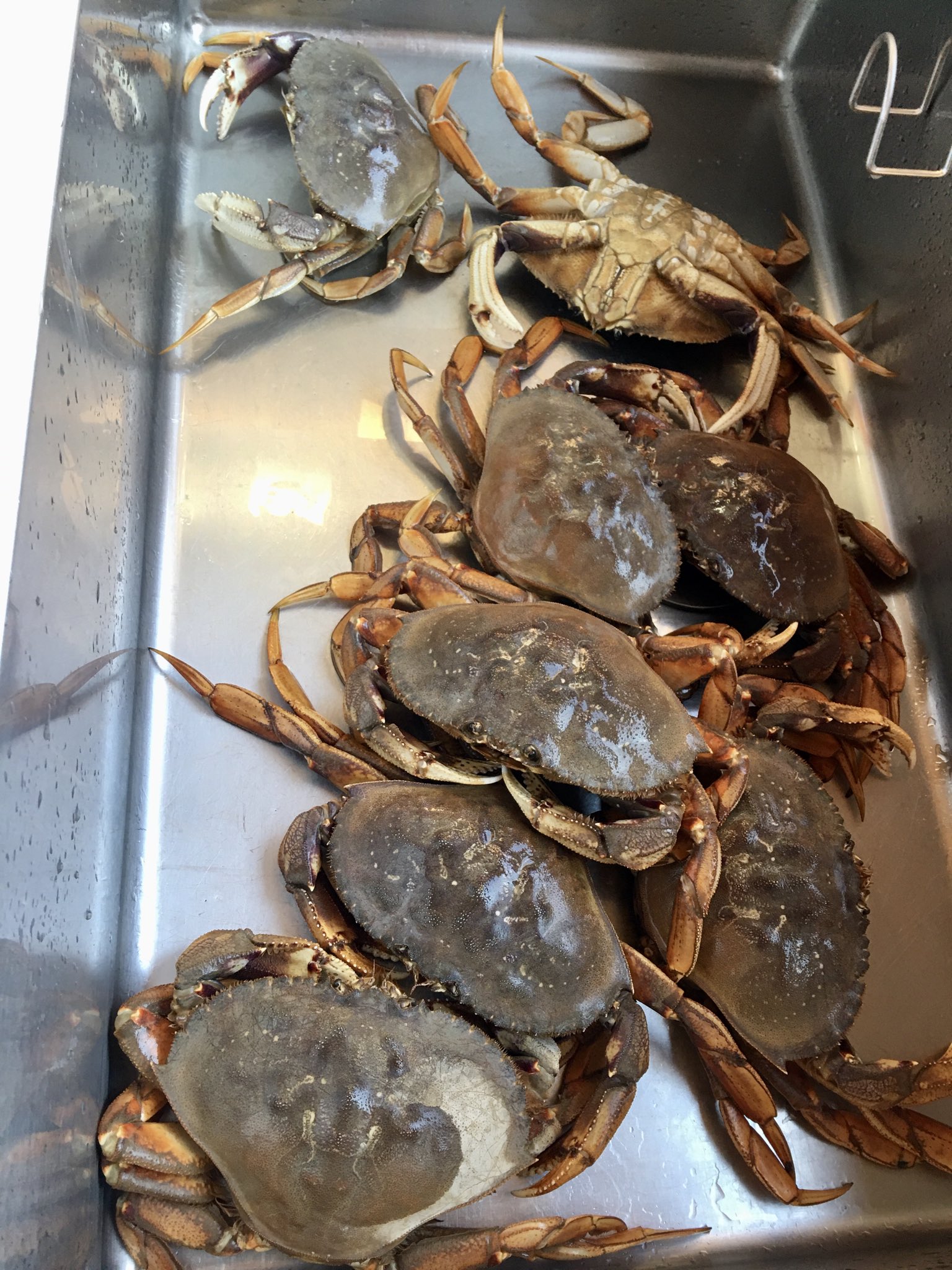 カナダ暮らし ダンジネス クラブをゲット 今日の海は 穏やかでボート日和でした 海の遊び方 夏の楽しみ方 カニ釣り T Co Rh7vqaphvm Twitter